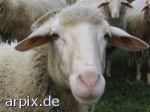 Schafe (Symbolfoto, Quelle: arpix.de)